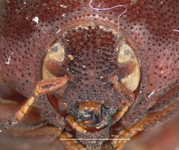 Media type: image;   Entomology 9360 Aspect: head frontal view